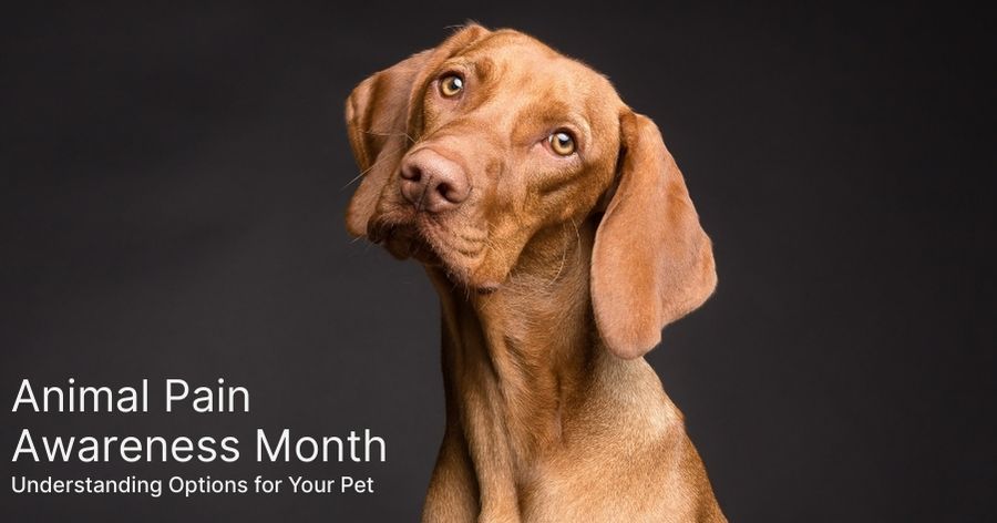 Animal Pain Awareness Month: Understanding Options for Your Pet