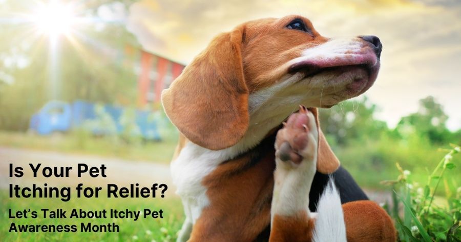 Is Your Pet Itching for Relief?