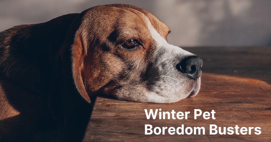 Winter Pet Boredom Busters