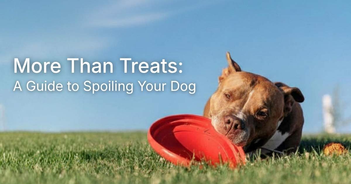 How to Spoil Your Dog: Ideas That Are Good for Them
