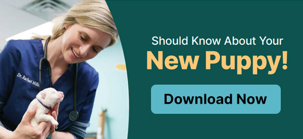 Download Omaha Vet Group's New Puppy Brochure
