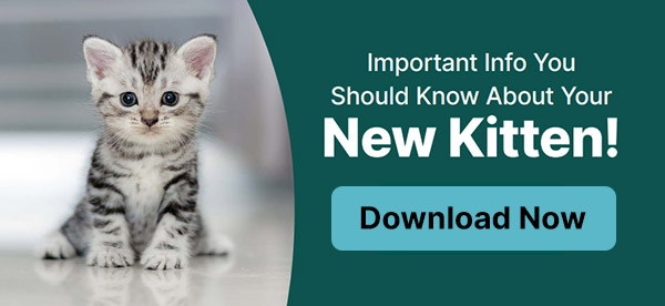 Download Omaha Vet Group's New Kitten Brochure