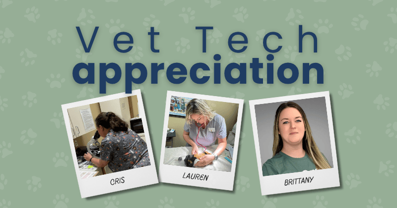 A Day in the Life of a Licensed Veterinary Technician