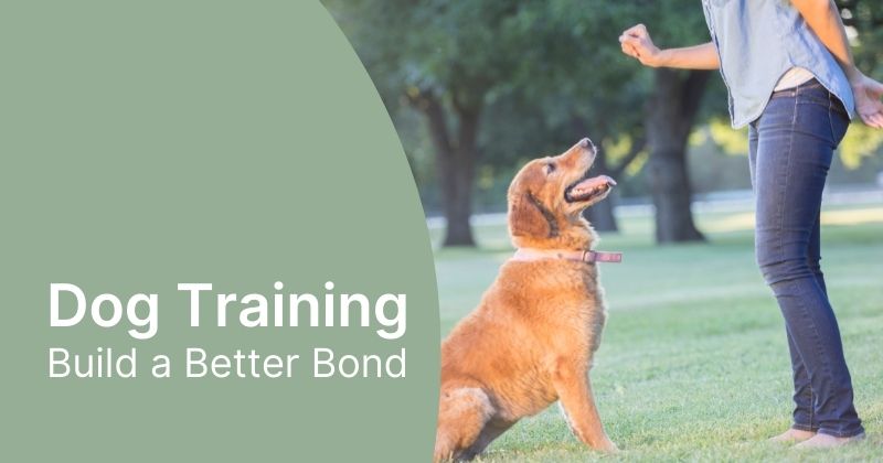 Dog Training Tips and Tricks