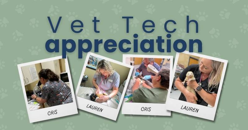 A Day in the Life of a Licensed Veterinary Technician