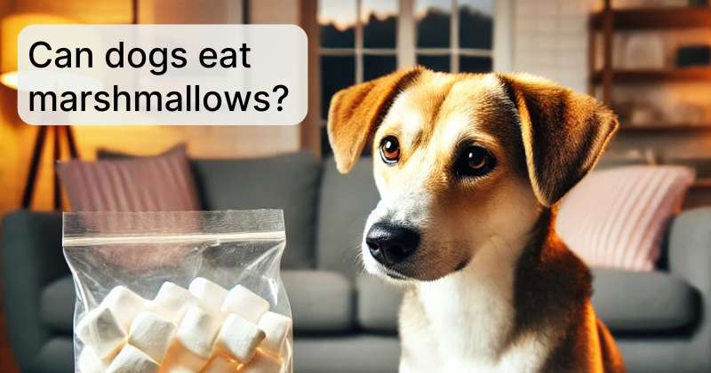 Can Dogs Eat Marshmallows?