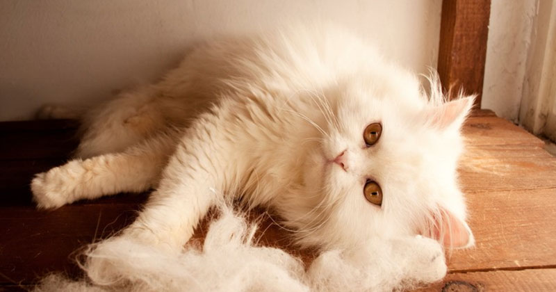 Reasons Your Cat's Hair is Falling Out