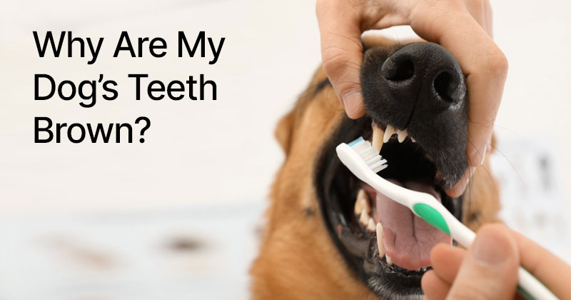 Why Are My Dog’s Teeth Brown?