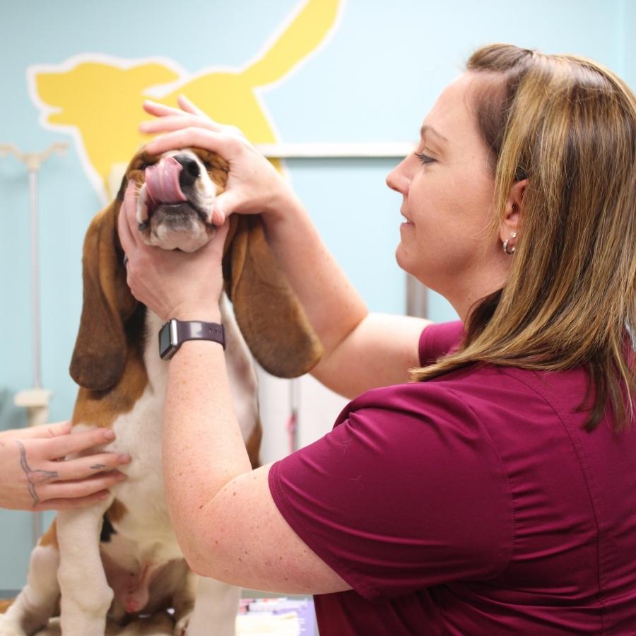 Pet Dental Cleanings